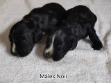 Chiots English Cocker Spaniel LOF à vendre