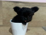Mini Chihuahua