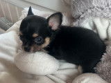 Chiots Chihuahua