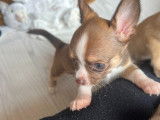 Chiots Chihuahua