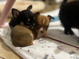Chiots Chihuahua