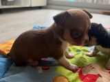 Chiots Chihuahua