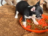 Chiots Chihuahua