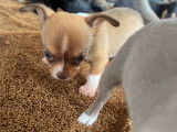 Chiots Chihuahua