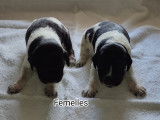 Chiots Epagneul Breton tricolore noir et inscrits au LOF à réserver