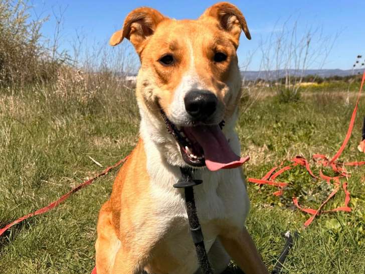 Chienne d'un an à adopter