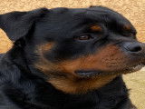 Mâle Rottweiler LOF disponible pour saillie