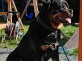 Mâle Rottweiler LOF disponible pour saillie