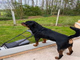 Mâle Rottweiler LOF disponible pour saillie