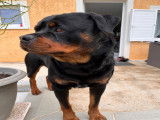 Mâle Rottweiler LOF disponible pour saillie