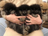 Chiots de race Spitz Allemand à vendre (3 mâles Black and Tan)