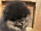 Chiots de race Spitz Allemand à vendre (3 mâles Black and Tan)