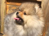 Chiots de race Spitz Allemand à vendre (3 mâles Black and Tan)