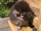 Chiots de race Spitz Allemand à vendre (3 mâles Black and Tan)