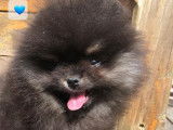 Chiots de race Spitz Allemand à vendre (3 mâles Black and Tan)