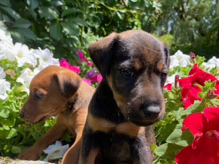 Chiots Jagd Terrier croisés Fox