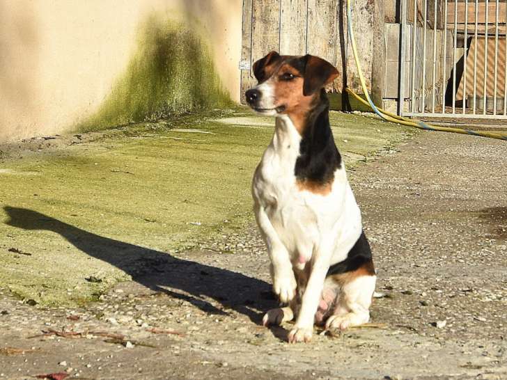 Gentille femelle FOX à poils lisse 5 ans