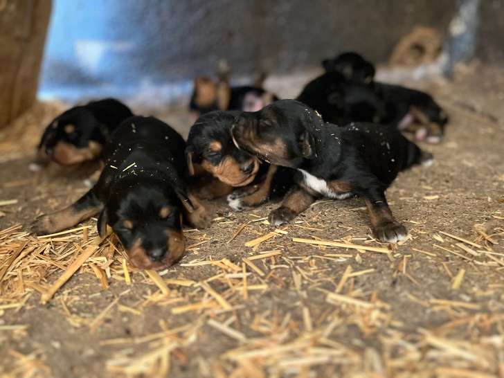 les chiots