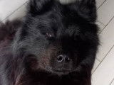 Roméo, mâle Eurasier LOF disponible pour saillie