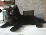 Roméo, mâle Eurasier LOF disponible pour saillie
