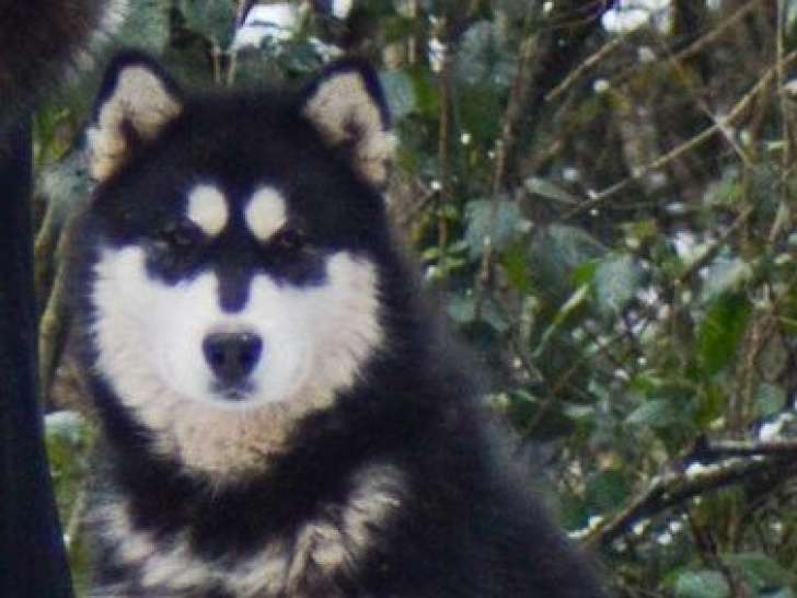 Une chienne Malamute D’Alaska de 6 ans LOF disponible à la vente
