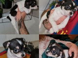 &Agrave; r&eacute;server 2 chiots Chihuahuas
