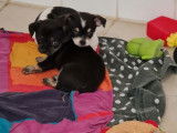 &Agrave; r&eacute;server 2 chiots Chihuahuas