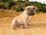 Chien Bouledogue Français couleur fauve de 2 ans LOF disponible à la vente