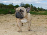 Chien Bouledogue Français couleur fauve de 2 ans LOF disponible à la vente
