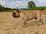 Chien Bouledogue Français couleur fauve de 2 ans LOF disponible à la vente