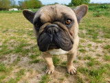 Chien Bouledogue Français couleur fauve de 2 ans LOF disponible à la vente