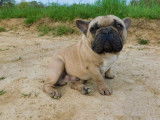 Chien Bouledogue Français couleur fauve de 2 ans LOF disponible à la vente