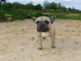 Chien Bouledogue Français couleur fauve de 2 ans LOF disponible à la vente