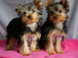 2 chiots mâles Yorkshire Terriers à la vente (LOF)