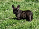 3 chiots Bouledogues Français bringés à l’achat (LOF)