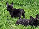 3 chiots Bouledogues Français bringés à l’achat (LOF)