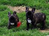 3 chiots Bouledogues Français bringés à l’achat (LOF)