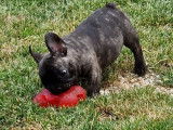 3 chiots Bouledogues Français bringés à l’achat (LOF)