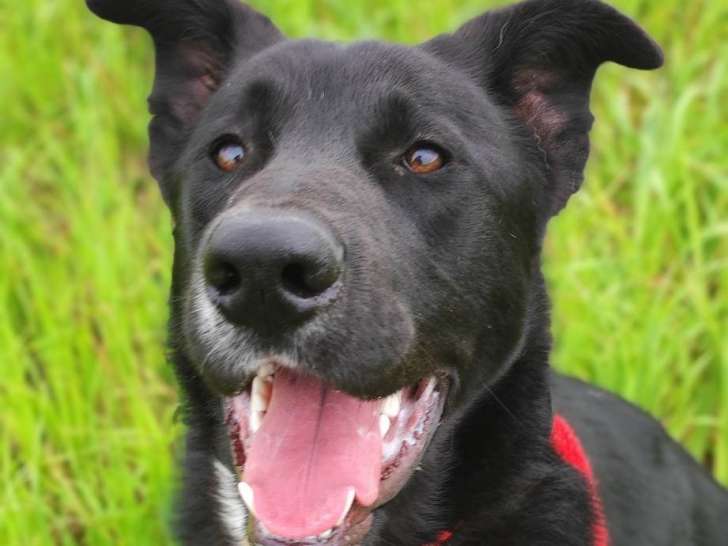 Chien Border Collie à donner