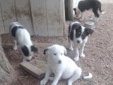 Chiots Border Collie