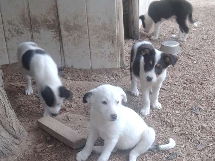 Chiots  Border Collie