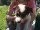 Chiots Border Collie