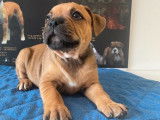 Disponibles à la vente : 4 chiots Staffies LOF