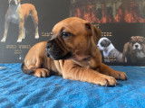 Disponibles à la vente : 4 chiots Staffies LOF