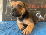 Disponibles à la vente : 4 chiots Staffies LOF