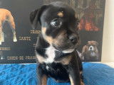 Disponibles à la vente : 4 chiots Staffies LOF