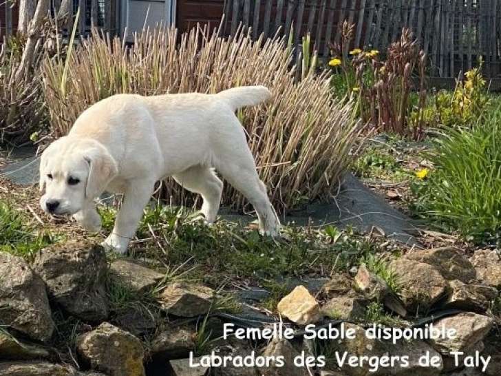 Chiot femelle Labrador LOF sable à acheter