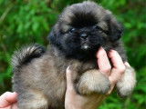 Des chiots Epagneuls Tibétains LOF à réserver