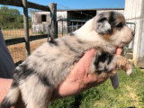 6 chiots Bergers Australiens LOF à réserver