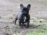 Chiot mâle Bouledogue Français LOF bringé disponible à l'achat